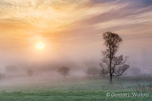 Lone Tree In Foggy Sunrise_23801.jpg - Photographed near Rosedale, Ontario, Canada.